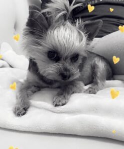 Pawstruck USDA Organic Natural Ruff Relief Wax Balm for Dogs – Moisturizes, Protects, and Heals Noses & Paws – Made in USA, Non-Toxic, Hypoallergenic - 1.75 oz 50 71m0fRFNdvL