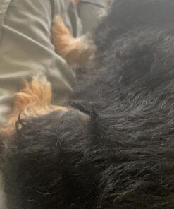 Forticept Maxi-Wash Hot Spot Treatment, Wound Care & Itch Relief Spray for Dogs and Cats. Relives Scratching, Rashes, Sores, Itchy Skin and Paw Licking 8 oz 8 Fl Oz (Pack of 1) 19 71m0iPVOsjL