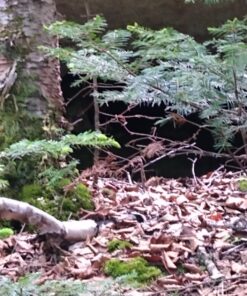 Sawyer Products SP649 Premium Permethrin Clothing Insect Repellent Trigger Spray, 12-Ounce 12-oz Trigger Spray 30 71m1ZVEd3CL