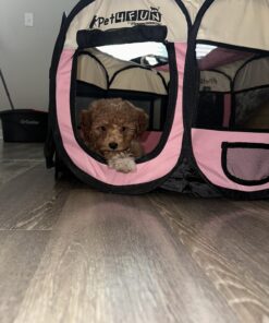 PET4FUN PN935 29" Portable Pet Puppy Dog Cat Animal Playpen Yard Crates Kennel w/Premium 600D Oxford Cloth, Tool-Free Setup, Carry Bag, Removable Security Mesh Cover/Shade, 2 Storage Pockets(Pink) Upgrade Version: 29" x 29" x 17" Medium Pink 43 71m5HGwVnRL