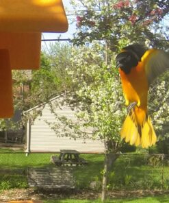 Songbird Essentials SERUBFJF Fruit and Jelly Oriole Feeder (Set of 1) 43 71m5RuVAxlL