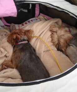 PET4FUN PN935 29" Portable Pet Puppy Dog Cat Animal Playpen Yard Crates Kennel w/Premium 600D Oxford Cloth, Tool-Free Setup, Carry Bag, Removable Security Mesh Cover/Shade, 2 Storage Pockets(Pink) Upgrade Version: 29" x 29" x 17" Medium Pink 69 71m5UcL4w6L