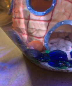 Golden Mystery Snail - 1/2"-2" - Algae Eater for Aquariums 46 71m8HgtaKL