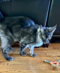 Petstages Dental Health Chews Pair Dental Chew 29 71m90uNY4TL