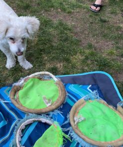 Chuckit Max Glow Paraflight Flying Disc Dog Toy, Large (9.75"), Green And White Green/Max Glow 32 71m9YdQvrwL