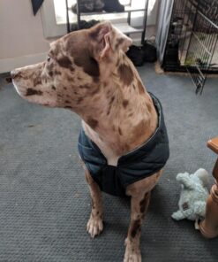 Kurgo Loft Dog Jacket, Reversible Dog Coat, Wear with Harness or Sweater, Water Resistant, Reflective, Winter Coat For Large Dogs (Ink Blue, L) Ink Blue/Seaglass 45 71mCeMaju7L