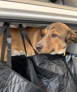 NaturVet Quiet Moments Calming Aid Dog Supplement – Helps Promote Relaxation, Reduce Stress, Storm Anxiety, Motion Sickness for Dogs – Tasty Pet Soft Chews with Melatonin – 70 Ct. Dog - Quiet Moments Melatonin 70 Soft Chews 37 71mERYyYhXL