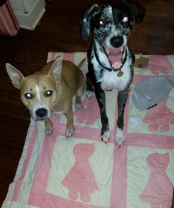 Diamond Naturals Dry Food for Adult Dog, Beef and Rice Formula, 40 Pound Bag (074198608331) 40 Pound (Pack of 1) 34 71mFIlgTUSL