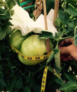 Humboldts Secret Golden Tree: Best Plant Food for Plants & Trees - All-in-One Concentrated Additive - Vegetables, Flowers, Fruits, Lawns, Roses, Tomatoes & More (16 Ounce) 16 Ounce 48 71mFUFMUGAL