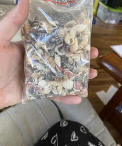 Tiny Miniature Fairy Garden Beach Critter Seashells Marine Life Collection for Art & Craft Project, Outdoor & Indoor Home Decoration, Party Favor, Invitation (4.5oz Bag, 500 Shell) 30 71mGgNJdwaL 1