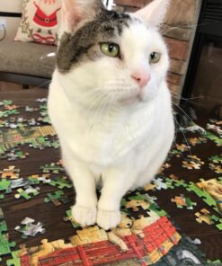 Ravensburger at The Dog Park Large Format 500 Piece Jigsaw Puzzle for Adults – Every Piece is Unique, Softclick Technology Means Pieces Fit Together Perfectly 25 71mKPugXuL