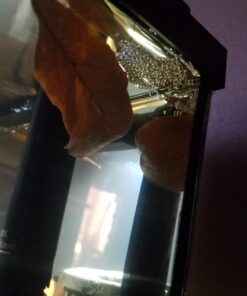 SunGrow 50 pcs Catappa Indian Almond Leaves for Betta Fish Tank Aquarium, 2” Water Conditioner Leaves, Leaf Also Suitable for Shrimp, Goldfish, Guppy and Frogs 50 Leaves 67 71mLweV5fJL