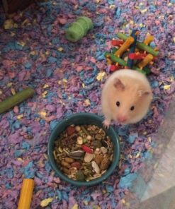 F.M. Brown's Tropical Carnival Natural Select Seeds Treat - Fiber, Antioxidants, and Essential Minerals for Hamsters, Gerbils, Rats, and Mice - 3.5 oz 19 71mMMiUpaYL