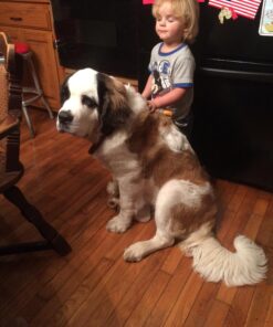 IAMS Smart Puppy Large Breed Dry Dog Food with Real Chicken, 30.6 lb. Bag 30.6 Pound (Pack of 1) 53 71mR0LZIg7L 1