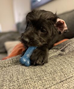 Nylabone Power Chew Toys Variety Triple Pack - Dog Toys for Aggressive Chewers - Indestructible Dog Bones for Small Dogs - Chicken, Bacon & Peanut Buter Flavors, Small/Regular (3 Count) Small up to 25 lbs. 36 71mVOV3gmhL