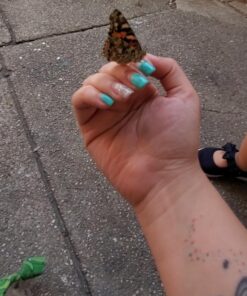 5 Live Caterpillars Shipped Now- Butterfly Kit Refill 61 71mWCVINxL