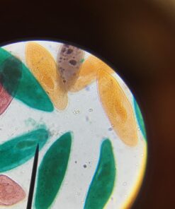 AmScope M162C-2L-PB10-WM-SP14-50P100S 40X-1000X Beginners Microscope Kit for Kids & Students w/Complete Science Accessory Kit + World of The Microscope Book 71 71mdR77hmqL