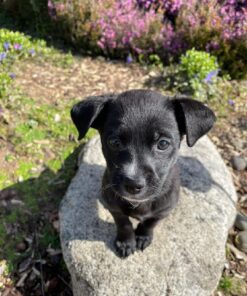 Zen Clipper Pet Nail Clipper for Cats – Cat Nail Clipper for Safer Cat Grooming and Nail Care - Clean, Quiet, and Easy-to-Use Stainless Steel Cat Claw Trimmer - (2.5mm Hole) Small - 2.5mm hole 37 71mdejS4LIL