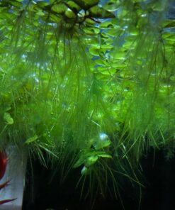 12 Water Spangles (Salvinia Minima), Live Aquarium/Aquatic/Floating/Pond/Freshwater Plant by G&Z 30 71me H1nzRL