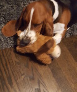 KONG Cozie Marvin Moose, Indoor Cuddle Squeaky Plush Dog Toy for Medium Dogs, Brown, 1 23 71mePARPjNL