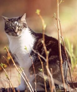 Tamron SP 70-200MM F/2.8 DI VC USD Telephoto Zoom Lens for Nikon (FX) Cameras Nikon FX Cameras 56 71melIzMOhL