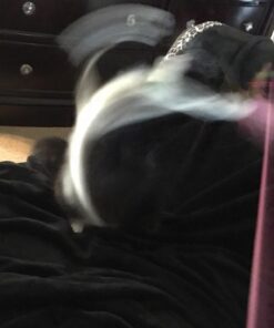 Fashion's Talk Cat Toys Variety Pack for Kitty 20 Pieces 52 71mhlcpQML