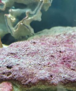 Aquatic Experts Aquarium Filter Floss for Fish Tank Filters - FilterFirst Aquarium Filter Pad - Aquarium Filter Media Roll for Crystal Clear Water, (12 Inch Wide, 72 Inch Long) 12 Inch Wide 34 71ml4IJK5LL