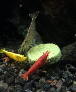 Aquatic Arts Algae Wafers (8 Ounce) Sinking Food for Live Aquarium Shrimp, Fish (Pleco/Tetra), Snails, and Bottom Feeders | High Protein Spirulina Blend Fish Food for Fish Tank Aquariums 24 71mmGLzbSdS