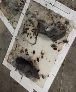 Trapper Max Free Mouse Glue Boards-12 Boards 11 71mnoR59dFL