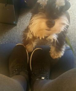 Safco Products 92311 Remedease Foot Cushion (Qty. 1), Black 14 71mnu3tIaSL