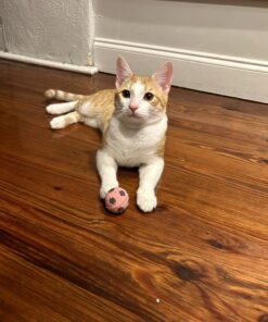 SPOT by Ethical Products - Sponge Soccer Balls Cat Toy, 4-Pack Interactive Cat toys Chasing Hunting Stimulating Cat toys For Indoor Cats Best Sellers, Small Green, Pink, Blue, Yellow, Black 21 71mo5sv3B6L