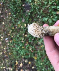 Backyard Morel Mushroom Growing Kit - MOREL HABITAT KIT ® 39 71mplyMdI8L