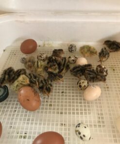 HovaBator 2370 Egg Incubator Deluxe Combo Kit, Electronic Thermostat, Circulating Air Fan, Automatic Egg Turner, Hygrometer for Humidity Measurement, Quail - Goose Hatching Eggs, Poultry 36 71mrZKKdGNL