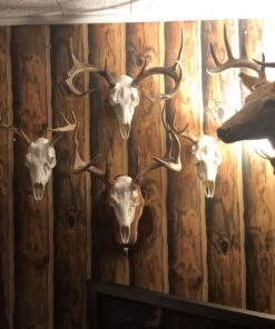 RAGE Broadhead silver 100 Gra" 29 71ms7DwxixL