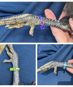 20 Chicken Charm Poultry Leg Bands - Includes Americas Favorite Super Hero's 27 71muK5YUInL