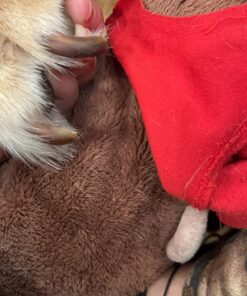 Boshel Dog Nail Clippers and Trimmer with Safety Guard to Avoid Over-Cutting Nails & Free Nail File - Razor Sharp Blades - Sturdy Non Slip Handles - for Safe, Professional at Home Grooming Large/Medium 45 71mz1A4hwUL