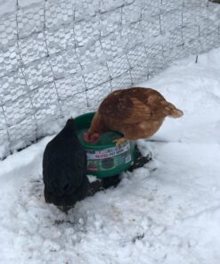 Farm Innovators P-60 1.5 Gallon 60 Watt Electric Powered Heated Pet Water Bowl with Thermostatic Control and Anti Chew Cord, Green Single 25 71n feS5aL