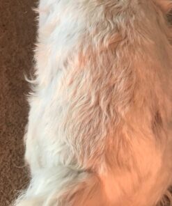 Zesty Paws Multivitamin Treats for Dogs - Glucosamine Chondroitin for Joint Support + Digestive Enzymes & Probiotics - Grain Free Dog Vitamin for Skin & Coat + Immune Health - Chicken Flavor - 90ct 90 Count (Pack of 1) 36 71n1gyVDr L 2