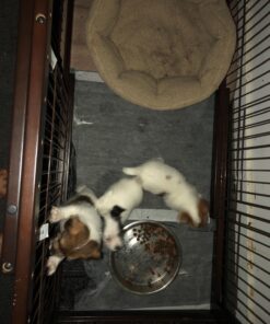 Alpha Paw - Odor Eliminating Pee Pads for Dogs, Extra Thick Disposable Leak-Proof Dog Pads, Quick-Dry, Non-Slip Backing, With Pheromones To Attract Your Dog Standard (22"x 23") 34 71n1uCFcRpL