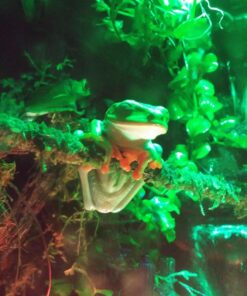 Galápagos (05320) Mossy Terrarium Sticks 18" (Pack of 6) 18" Green 19 71n2gWIFuQL