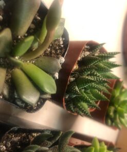 Shop Succulents | Unique Collection of Live Succulent Plants, Hand Selected Variety Pack of Mini Succulents | Collection of 12 6-Pack 48 71nBHHiHjL