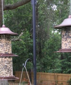 Perky-Pet 325S Panorama Bird Feeder 34 71nCVr0PrBL