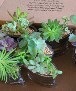 Shop Succulents | Unique Collection of Live Succulent Plants, Hand Selected Variety Pack of Mini Succulents | Collection of 12 6-Pack 51 71nCjKlxFFL