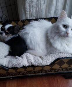 K&H Pet Products Heated Pet Bed Warmer Waterproof Pet Heating Pad for Cat Beds and Dog Beds, Tan Small 36 71nCnxHi0 L