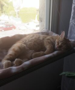 Kitty Cot Original World's Best Cat Perch (Large) Black Color Kitty Cot Large 59 71nDGlCzBVL