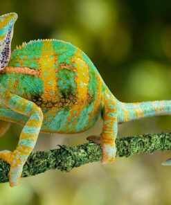 Galápagos (05320) Mossy Terrarium Sticks 18" (Pack of 6) 18" Green 12 71nFIH1bCFL