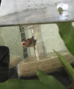 Aquapapa Corner Filter Bio Sponge Ceramic Air Pump Driven for Fry Shrimp Nano Fish Tank Aquarium XY-2008 (Ship from CA USA) 1-Pack 27 71nI3VJ YKL