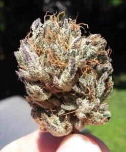 Canna CA1260+CA1270 Coco A & B, 1 L, Set of 2 Plant Growth, White/Brown 18 71nIe2ybU5L