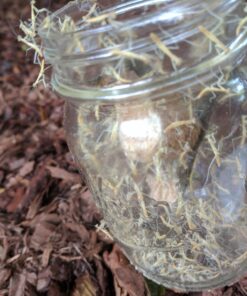 Praying Mantis adults Case with Hatching Habitat Bag - 2 Praying Mantids Egg Cases 2 Pod Habitat Bag 22 71nIid0huhL