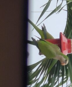 Roamwild PestOff Red Squirrel Proof Cardinal Bird Feeder Mixed Seed Sunflower Heart Version - RED - 3LBS Seed Capacity – 20.5”x7.5”x7.5” (w/Hanger) 34 71nIxDcf84L